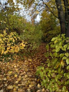 Wald © Katharina Licht